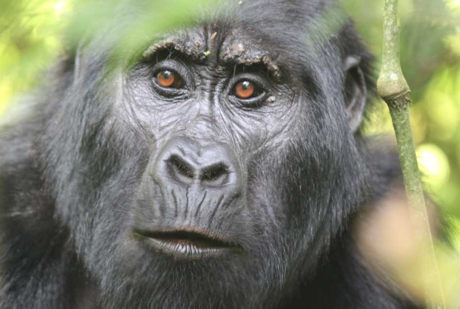 1000 Shades of Green Tour and Safaris Uganda, Gorilla Tracking, Chimpanzee Tracking, Mountaineering, White Water Rafting, Wildlife Viewing, Birding, Honeymoon, Culture & Nature Tours, Primate Safaris, Kigali Rwanda & Kampala Uganda