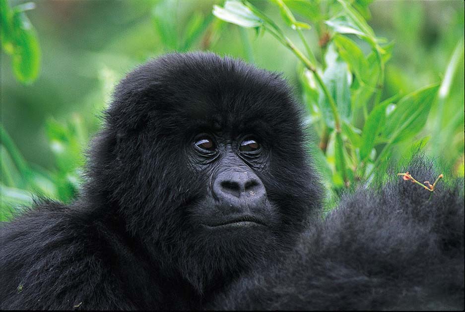 Acacia safaris, Tours & Travel Uganda, Gorilla Tracking, Chimpanzee Tracking, Mountaineering, White Water Rafting, Wildlife Viewing, Birding, Honeymoon, Cultural & Nature Tours, Primate Safaris, East Africa