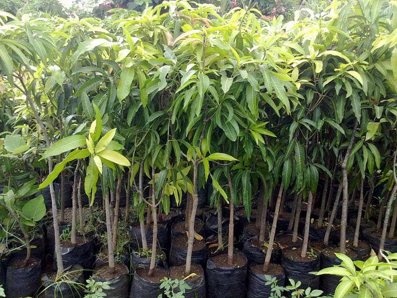 Agriculture Uganda, Improved Quality Seedlings Kampala Uganda, Fruit Farmers, Fruit Growers Uganda, Fruit Seedlings Kampala Uganda, Ugabox