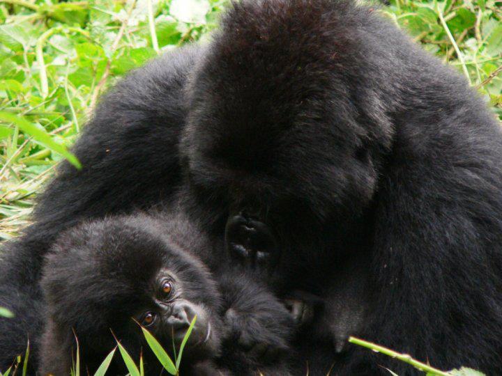1000 Shades of Green Tour and Safaris Uganda, Gorilla Tracking, Chimpanzee Tracking, Mountaineering, White Water Rafting, Wildlife Viewing, Birding, Honeymoon, Culture & Nature Tours, Primate Safaris, Kigali Rwanda & Kampala Uganda