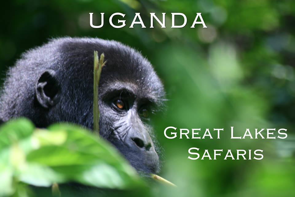 Great Lakes Safaris Uganda, Tours & Travel, Gorilla Tracking, Chimpanzee Tracking, White Water Rafting, Wildlife Viewing, Birding Safari, Honeymoon Packages, Culture Tours, Hiking Tours, Primate Safaris, Accommodation Lodges, Hot Balloon Safaris Uganda, Africa