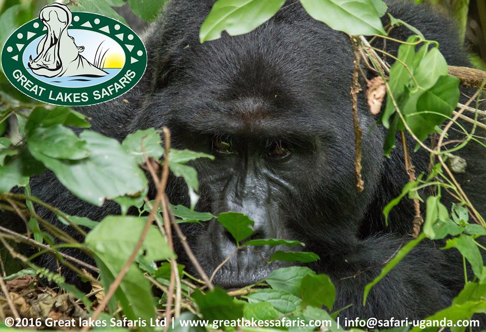 Great Lakes Safaris Uganda, Tours & Travel, Gorilla Tracking, Chimpanzee Tracking, White Water Rafting, Wildlife Viewing, Birding Safari, Honeymoon Packages, Culture Tours, Hiking Tours, Primate Safaris, Accommodation Lodges, Hot Balloon Safaris Uganda, Africa