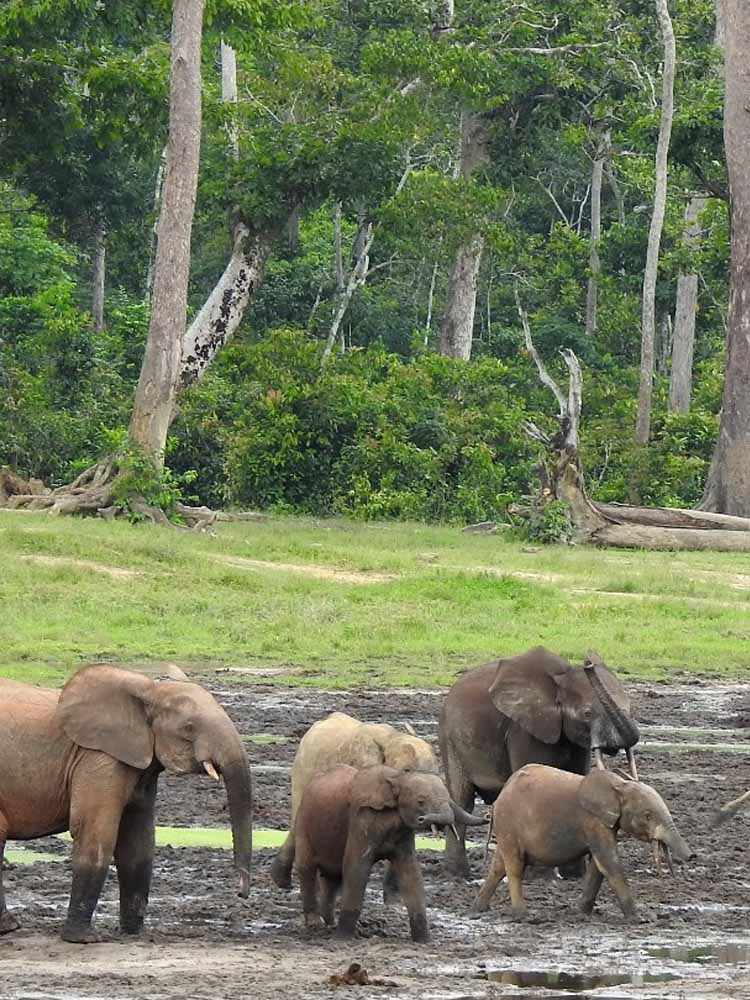 Top Attractions Central African Republic. Central African Republic Leading Tourist Attractions. Holiday Tours And Travel. Ugabox.com