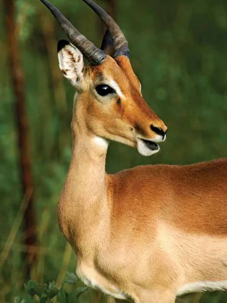 Top Attractions Lesotho. Lesotho Leading Tourist Attractions. Holiday Tours And Travel. Ugabox.com
