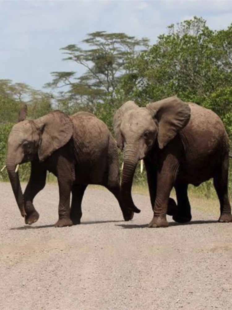 Top Attractions South Sudan. South Sudan Leading Tourist Attractions. Holiday Tours And Travel. Ugabox.com
