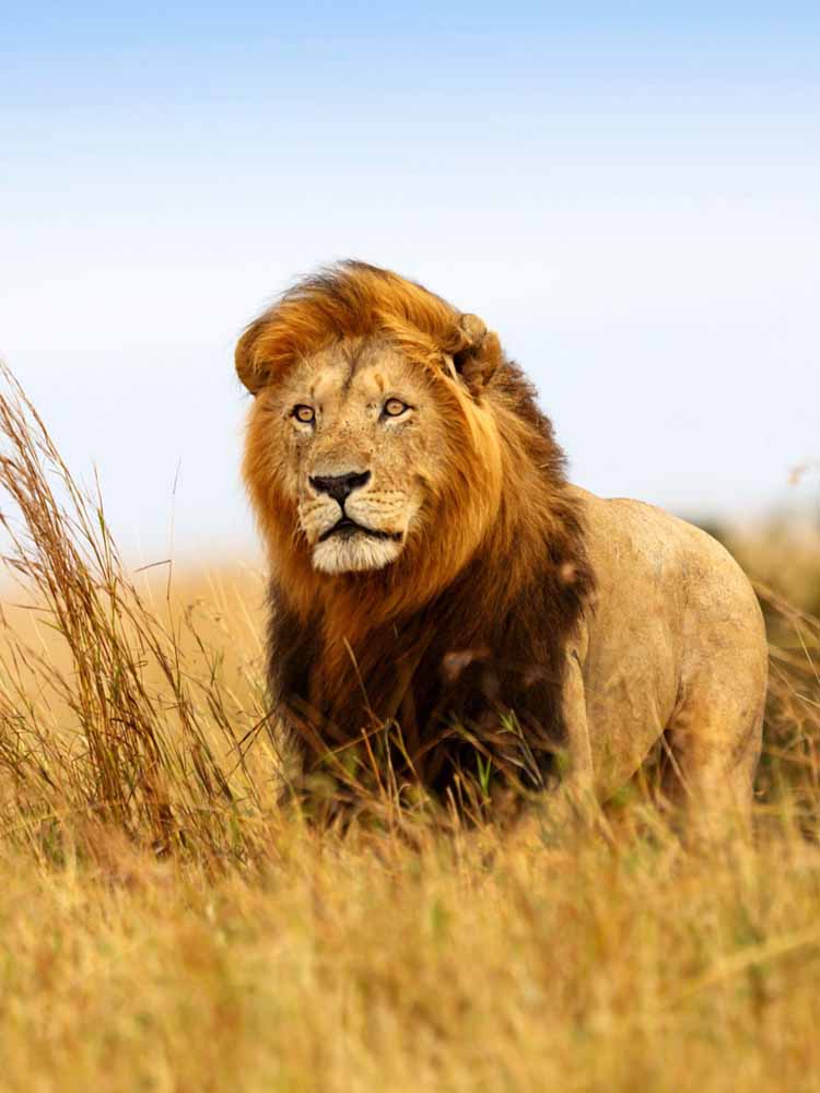 Top Attractions Togo. Togo Leading Tourist Attractions. Holiday Tours And Travel. Ugabox.com