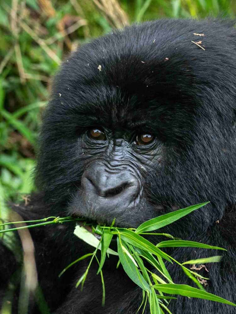 Top Attractions Uganda. Uganda Leading Tourist Attractions. Holiday Tours And Travel. Ugabox.com
