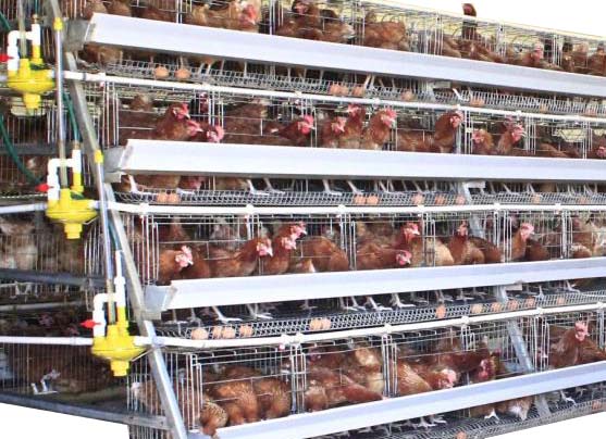 120 Birds Poultry Cage-House for Sale Kampala Uganda. Agricultural Equipment & Agro Machinery Kampala Uganda
