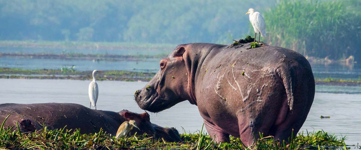 Visit Burundi. Explore Burundi: stunning natural wonders, landscapes, landmarks and experience unique cultures, food, places and adventures. Plan your next trip with us. Travel, tour guides and business and holiday destinations. Ugabox.com