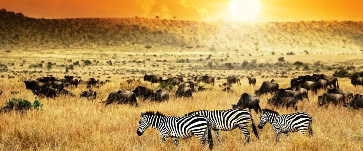 Visit Kenya for business, trade, investment and tourism: Discover Kenya's attractions. Go on a thrilling safari in the Maasai Mara National Reserve. Climb Mount Kenya. Visit the stunning beaches of Mombasa. Kenya Safaris. Kenya Tours And Travel Africa. Ugabox.com.